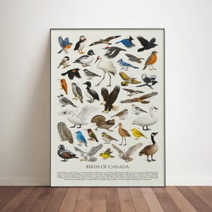 May include: A framed print titled "Birds of Canada" displaying a detailed illustration of various bird species. The artwork features a variety of birds in different colours and sizes, each labelled with a number and name.