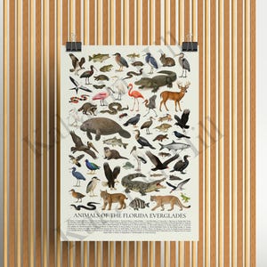 May include: A rectangular poster titled Animals of the Florida Everglades featuring a collection of detailed illustrations of various wildlife including an alligator, manatee, panther, deer, birds, and snakes arranged on a light cream background.