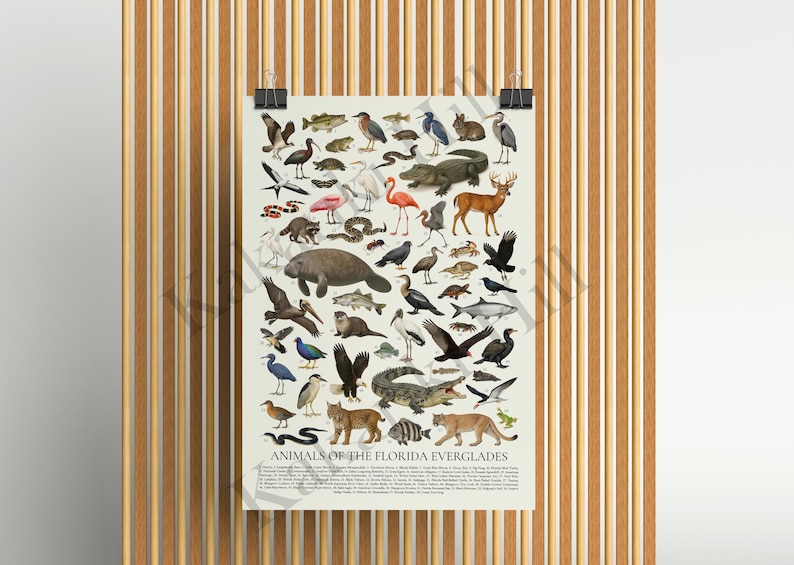 May include: A rectangular poster titled Animals of the Florida Everglades featuring a collection of detailed illustrations of various wildlife including an alligator, manatee, panther, deer, birds, and snakes arranged on a light cream background.