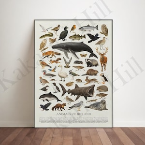 Op de afbeelding: Een verticale poster met de titel ANIMALS OF IRELAND met een gedetailleerde verzameling van diverse dierenillustraties, waaronder een walvis, haai, zeehond, hert, das en talloze vogelsoorten, allemaal genummerd met een legenda onderaan.