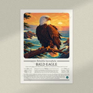 May include: A vertical educational poster featuring a bald eagle perched on a branch against a sunset coastal backdrop. Below the illustration, the text reads Haliaeetus leucocephalus, BALD EAGLE, followed by scientific classification, habitat, and traits.