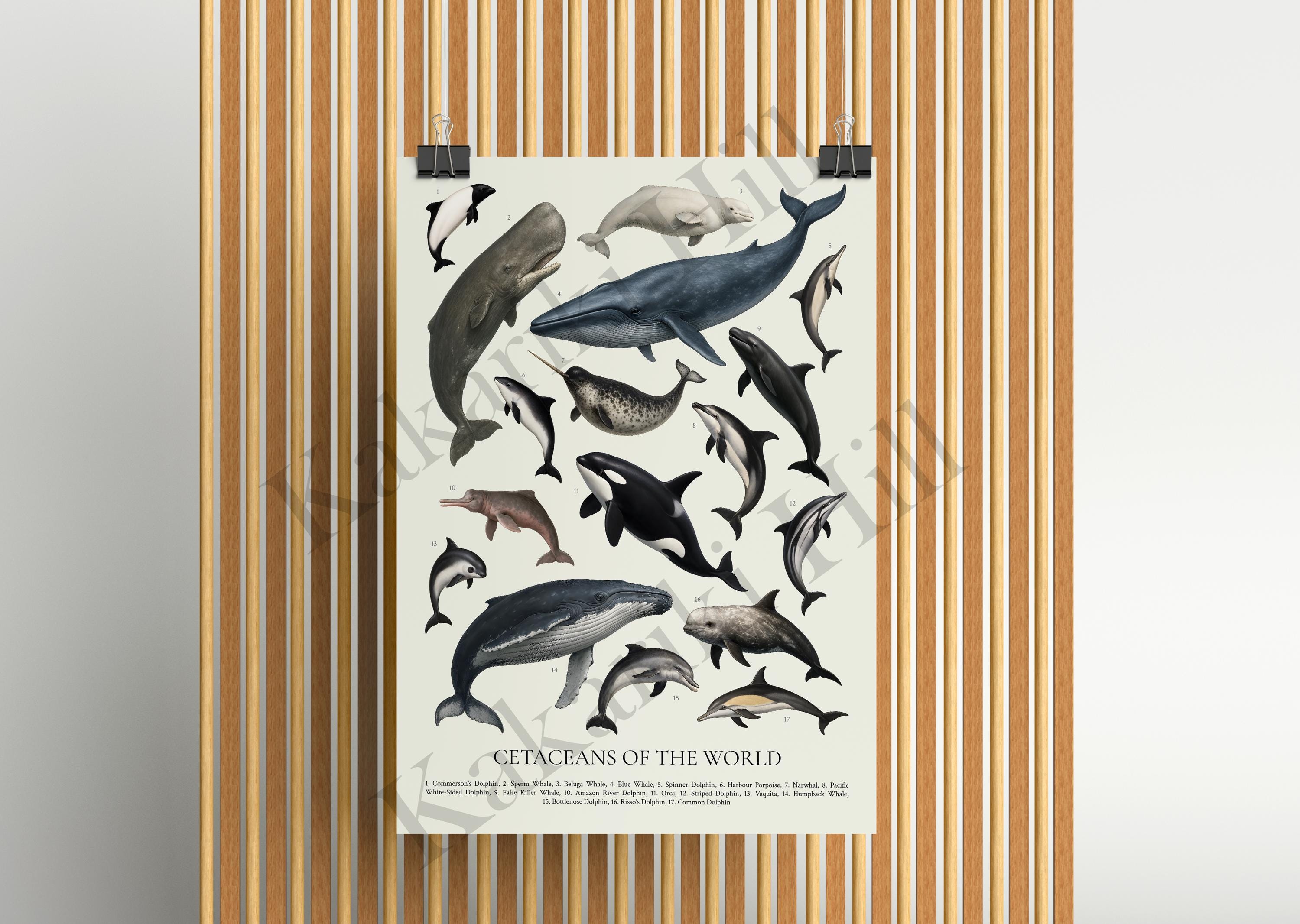 世界の鯨類ポスター：レトロな在来動物識別チャート - Etsy 日本