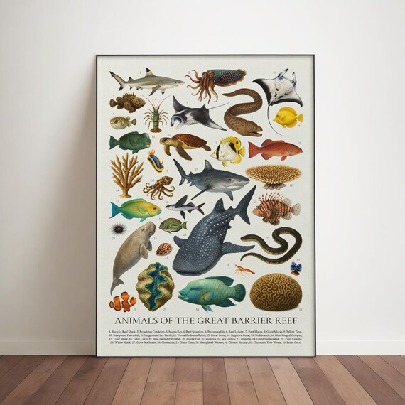 Animals of The Great Barrier Reef Poster: Educational Marine Wildlife Art Print