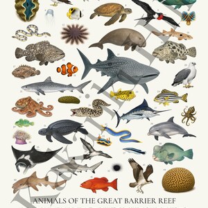 Dieren van het Great Barrier Reef-poster: educatieve identificatiekaart zeedieren afbeelding 8