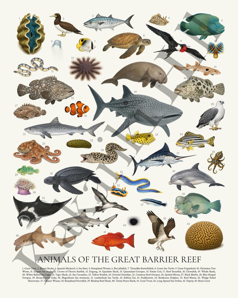 Dieren van het Great Barrier Reef-poster: educatieve identificatiekaart zeedieren afbeelding 8