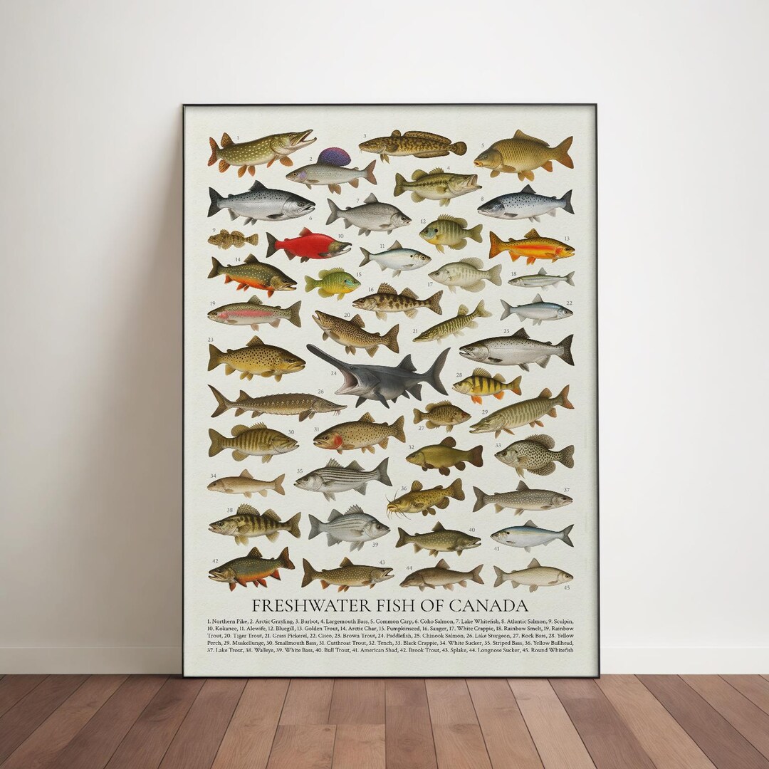 Canadian Fish Chart Freshwater Fish of Canada Poster: Retro Wildlife Identification Chart ...