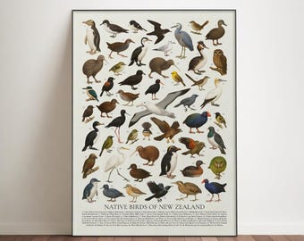 Poster Nieuw-Zeelandse inheemse vogels: identificatiekaart wilde dieren