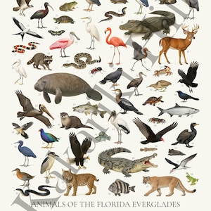 May include: A poster titled ANIMALS OF THE FLORIDA EVERGLADES featuring 58 numbered illustrations of wildlife including an alligator, crocodile, manatee, panther, bobcat, deer, raccoon, various birds, snakes, turtles, fish, and insects.
