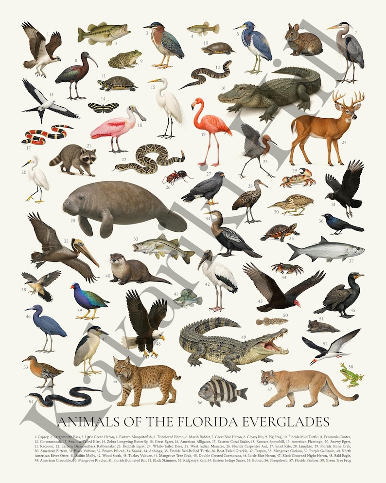 May include: A poster titled ANIMALS OF THE FLORIDA EVERGLADES featuring 58 numbered illustrations of wildlife including an alligator, crocodile, manatee, panther, bobcat, deer, raccoon, various birds, snakes, turtles, fish, and insects.