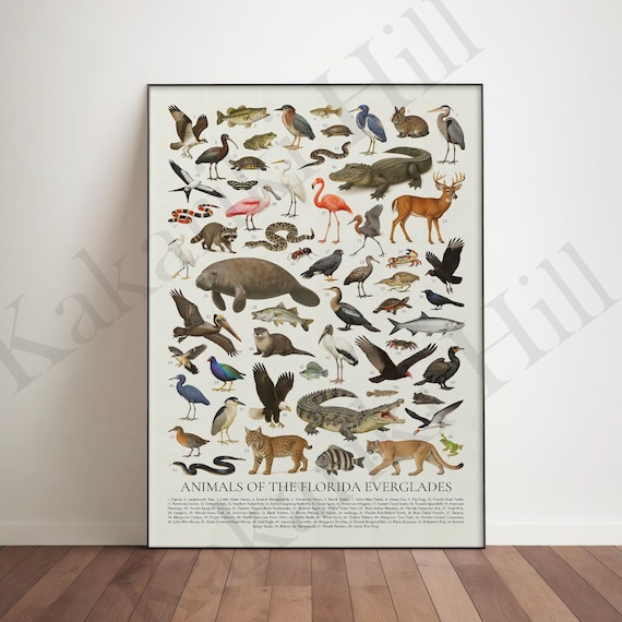 Animals of the Florida Everglades Poster: Educational Animal Identification Chart