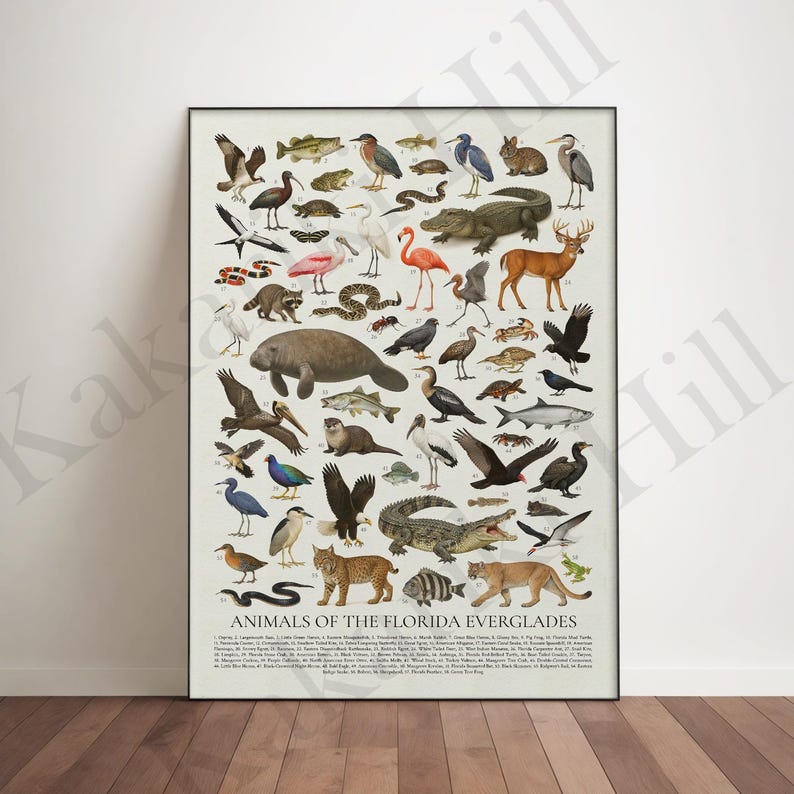 May include: A vertical poster featuring a detailed collection of Florida Everglades animals, including birds, reptiles, and mammals, each labelled with a number. The title reads ANIMALS OF THE FLORIDA EVERGLADES, followed by a numbered index list.