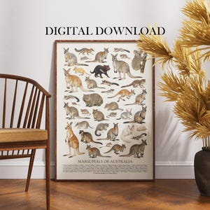May include: A framed poster titled "Marsupials of Australia" featuring illustrations of various marsupial species. The poster is displayed against a white wall, with a wooden chair and decorative vase in the foreground. The text "DIGITAL DOWNLOAD" is at the top.