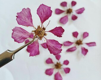 30 szt. Naturalne prasowane różowe kwiaty, suszone kwiaty, żywica, ozdoby do paznokci DIY