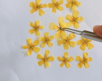 20 szt. Naturalne prasowane żółte kwiaty, suszona żywica kwiatowa, dekoracja rękodzielnicza DIY