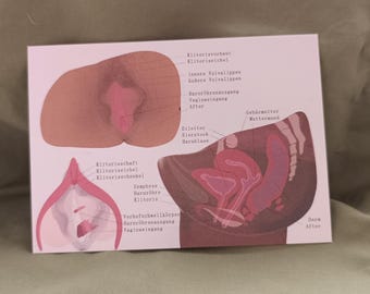Vulva Anatomy - Postcard
