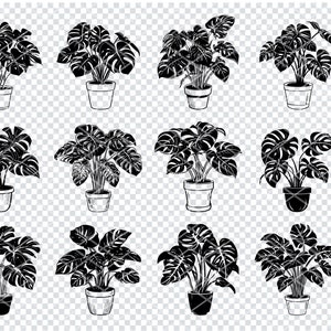May include: Twelve black and white illustrations of potted monstera plants. Each plant is drawn in a simple, hand-drawn style with a single pot.