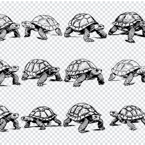 TURTLE SVG, TURTLE Clipart, Turtle Svg files for Cricut, Tortoise svg, Turtle Silhouette