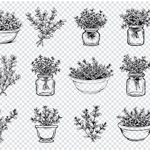 THYME HERB SPICES Svg, Dried Thyme Leaves Svg Files For Cricut, Thyme Plant Clipart, Laser Cut Files
