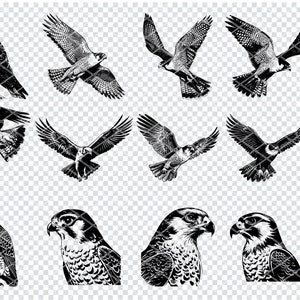 Puede incluir: Un conjunto de diez ilustraciones vectoriales en blanco y negro de un halcón en varias poses. El halcón es un ave rapaz con garras afiladas y un pico curvo. Las ilustraciones son perfectas para usar en una variedad de proyectos, como diseños de camisetas, gráficos de sitios web y publicaciones en redes sociales.
