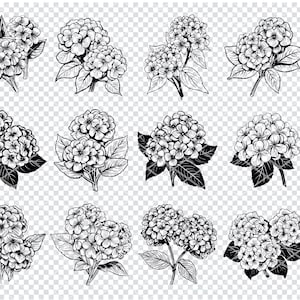 HYDRANGEA FLOWER BLOOMS Svg, Hydrangea Bouquet Svg Files For Cricut, Floral Hydrangea Clipart, Laser Cut Files