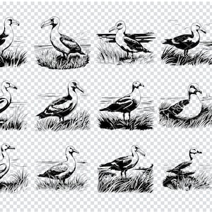 ALBATROSS SEABIRD SVG, Albatross Seabird Svg file per Cricut, Albatross Clipart, File tagliati al laser per uccelli costieri