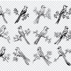QUETZAL BIRD SVG, Quetzal Bird Svg Files For Cricut, Quetzal Bird Clipart, Laser Cut Files