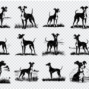 LEVRIERO ITALIANO SVG, Clipart del cane levriero italiano, file Svg del levriero italiano per Cricut, levriero italiano Mini razza svg
