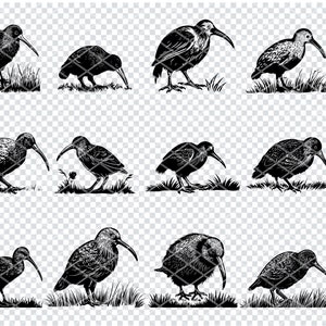 KIWI BIRD SVG, Kiwi Bird Svg Svg Files For Cricut, Kiwi Bird Clipart, Laser Cut Files