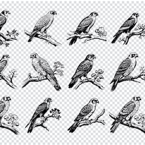 FALCON SVG, FALCON Clipart, Falcon Svg Files For Cricut, Camping Svg Cut File, Outdoors Svg