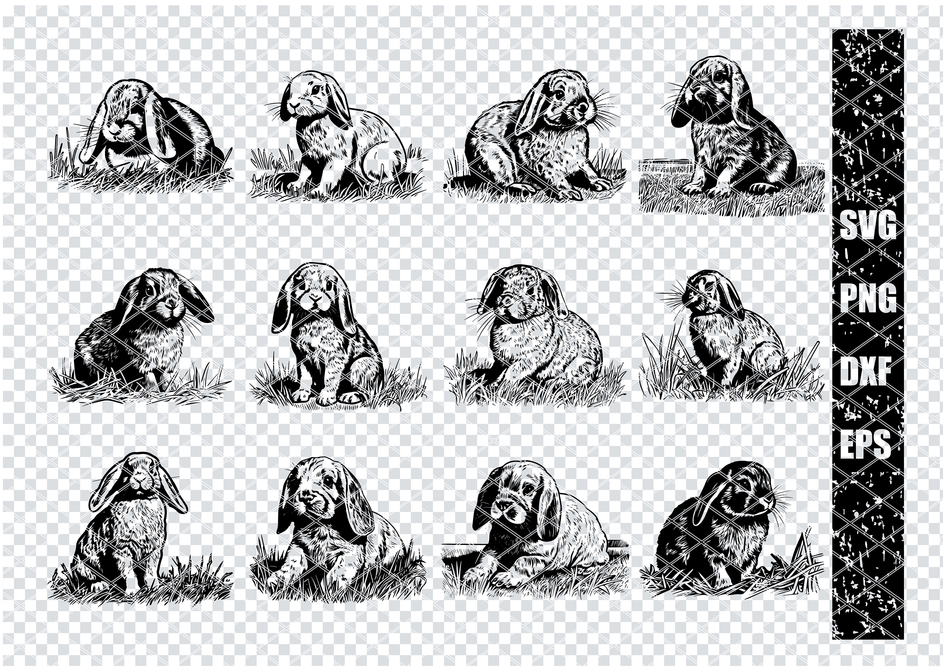 HOLLAND Lop DWARF RABBIT Svg, Small Bunny Holland Lop Svg Files for ...