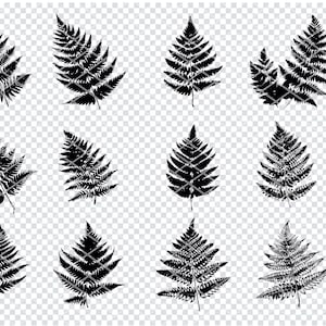 FERN SVG, FERN Svg Files For Cricut, Fern Clipart, Laser Cut Files
