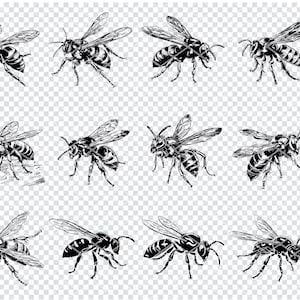 HORNET SVG, HORNET Insect Svg Files For Cricut, Hornet Clipart, Laser Cut Files