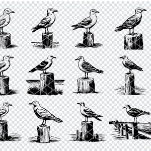 SEAGULL BIRD SVG, file Svg di uccelli marini per Cricut, Clipart di gabbiano, file di taglio laser di uccelli costieri