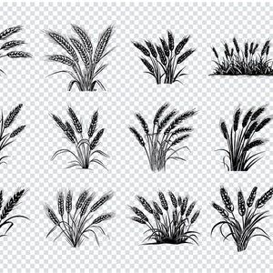 Bundle SVG ORGE, fichiers Svg de grain pour Cricut, Clipart blé, orge Svg, Silhouette de blé