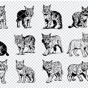 Può includere: Un set di dieci illustrazioni in bianco e nero di linci in varie pose. Le linci sono raffigurate in uno stile realistico, con pelliccia e tratti del viso dettagliati.