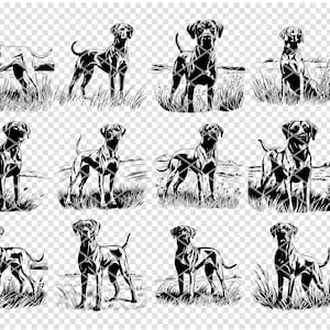 Puede incluir: Un conjunto de 12 ilustraciones en blanco y negro de un perro de pie en un campo de hierba. El perro es una raza de caza con un hocico largo y orejas caídas. Las ilustraciones son de estilo vintage y serían perfectas para usar en una variedad de proyectos.