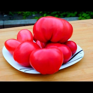 Cosentino sel Claudia, Italia - 20 semillas de tomate orgánico, variedad rara y tradicional. Fruto exótico ancestral. Hortaliza productiva, cultivo en huerto.