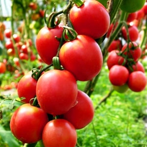 Puede incluir: Un racimo de tomates rojos maduros colgando de una vid en un jardín. Los tomates son de varios tamaños y formas, y algunos están ligeramente desenfocados.
