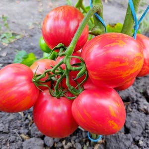 Op de afbeelding: Een tros rode en oranje gestreepte tomaten die aan een wijnstok hangen. De tomaten zijn rijp en klaar om geplukt te worden.