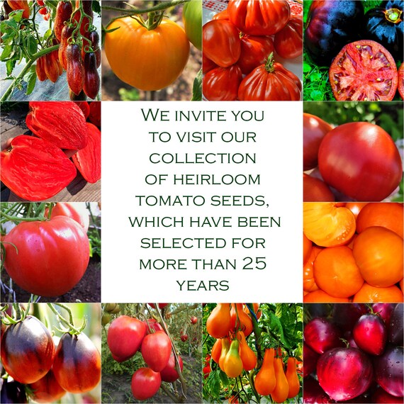 Organic De Barao Royal Tomato Seeds – Tsarsky Heirloom, Non-GMO, Vegetable Gardening