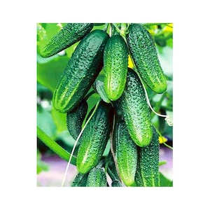 Op de afbeelding: Een cluster van verse, groene komkommers met een getextureerde schil en een gezonde uitstraling. De komkommers zijn bevestigd aan een groene wijnstok, wat hun natuurlijke groei laat zien. De afbeelding benadrukt de knapperige, verfrissende aard van de groenten.