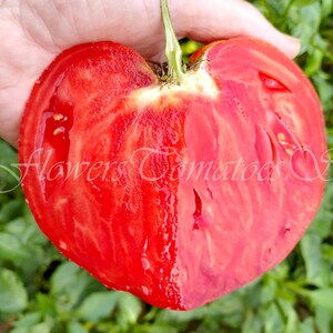 Op de afbeelding: Een hartvormige tomatenplak met een rode en roze kleurgradiënt. De tomaat is sappig en heeft een gladde textuur.