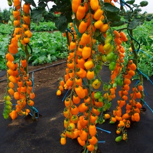 Yellow date - Heirloom Tomato, 20 RARE Organic Seeds. Semi - determinate productive variety. Veg seeds for gardening. For allotment seeding