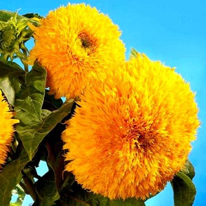 Semillas de girasol Teddy Bear (1 g). Flores anuales raras para siembra primaveral. Planta de exterior fácil de cultivar. Variedad exótica y esponjosa para arriates.