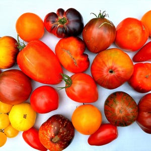 May include: A collection of various heirloom tomatoes in shades of red, orange, yellow, and deep purple. The assortment includes round, elongated, and ribbed shapes, with some displaying green stems and others showing subtle colour variations and stripes.