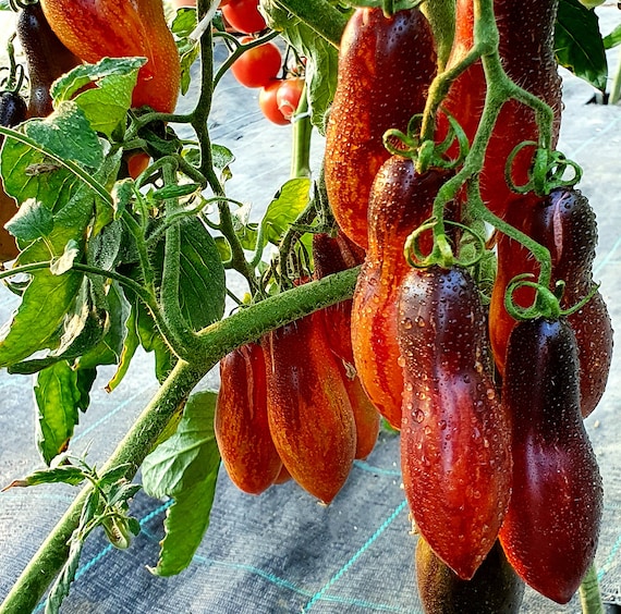 Pantera Rosa Planta Variedades De Plantas De Tomate Enanas Distintos Tipos De Hoja En Tus