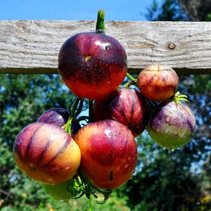 20 SART ROLOISE, België: unieke Antho Modern-variëteit. ZELDZAME biologische tomatenzaden om in de tuin te kweken. Hoge productiviteit, uitstekende smaak