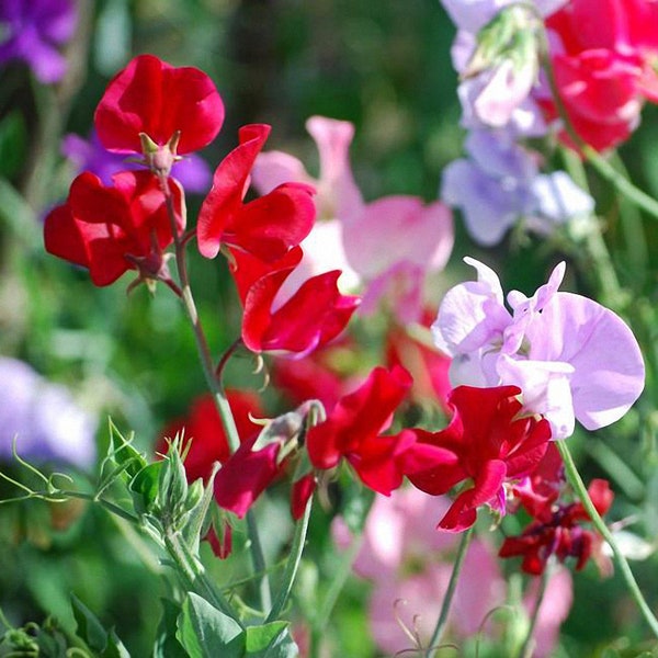 Sweet pea rare seeds mix, 2 grams. Сlimbing annual flowers for garden. Easy to grow for outdoor planting, suitable for kids. To sow on  beds