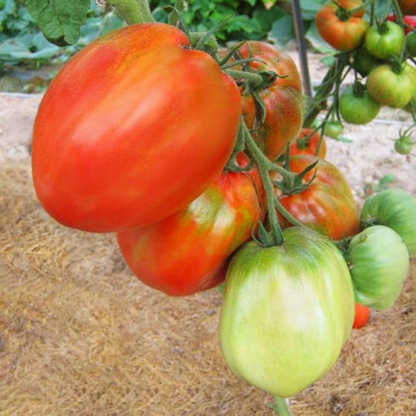 20 Big Girl -Heirloom Red Giant Tomato, RARE Organic Seeds. Vegetables seeds for gardening. Gardeners gift. Indeterminate productive variety