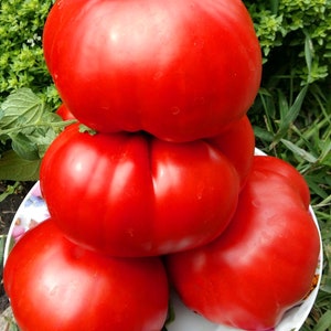 Peut inclure: Quatre grosses tomates rouges mûres empilées les unes sur les autres sur une assiette blanche à motif floral. Les tomates sont d'un rouge profond et ont une surface lisse et brillante.